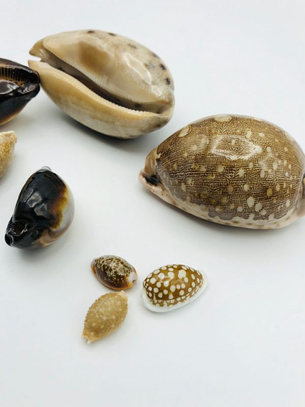 Collection of Cypraeidae/cowry shells