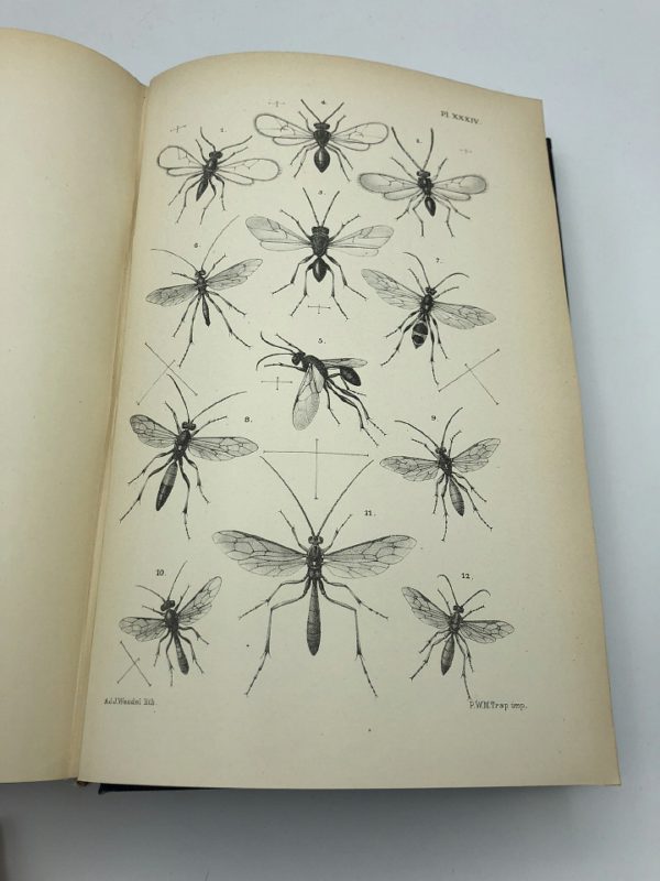 Dr. J.Th. Oudemans - Nederlandsche insecten - 1900