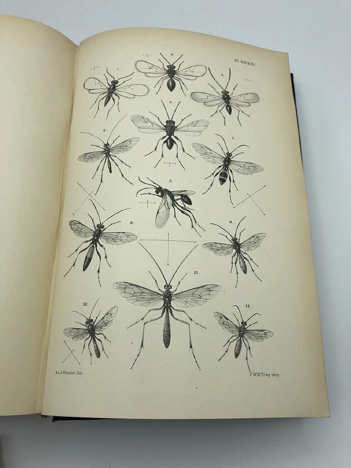 Dr. J.Th. Oudemans - Nederlandsche insecten - 1900 - Natural History ...