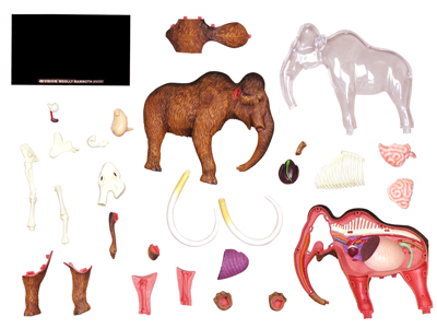 Wooly mammouth anatomy model