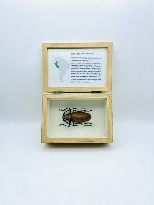 Real insect curious education box (Callipogon Armillatus)