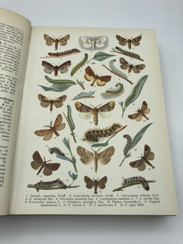 D. ter Haar - Onze vlinders (ca. 1928)