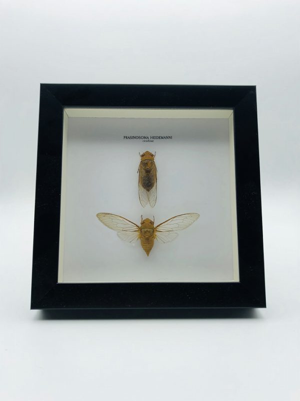 Wooden frame with 2 cicada (Prasinosoma Heidemanni)