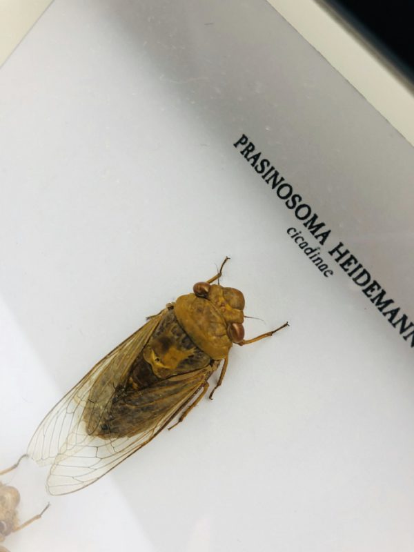 Wooden frame with 2 cicada (Prasinosoma Heidemanni)