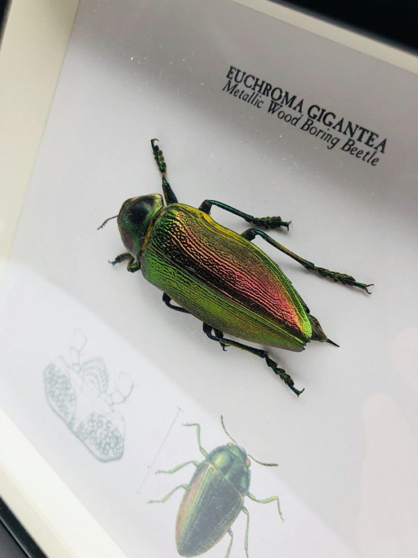 Wooden frame with metallic wood boring beetle (Euchroma Gigantea)