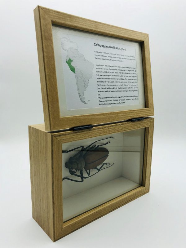 Real insect curious education box (Callipogon Armillatus)