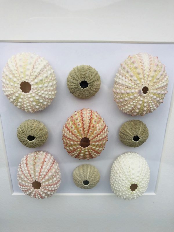 Wooden frame with 9 real sea urchins (Echinoidea)