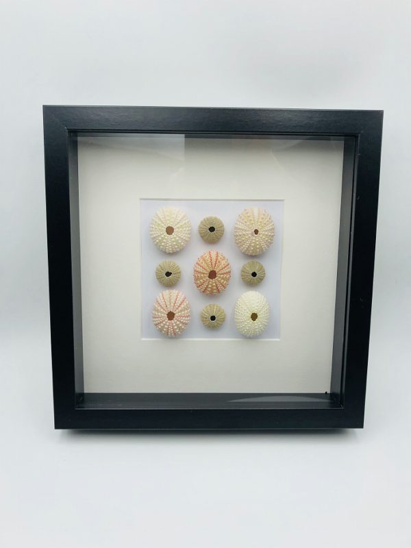 Wooden frame with 9 real sea urchins (Echinoidea)