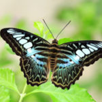 Merlin Butterfly Sanctuary