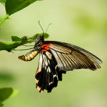 Merlin Butterfly Sanctuary