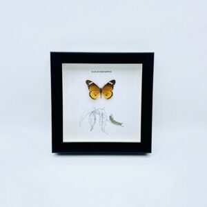 Wooden frame with plain tiger butterfly (Danais chrysippus)