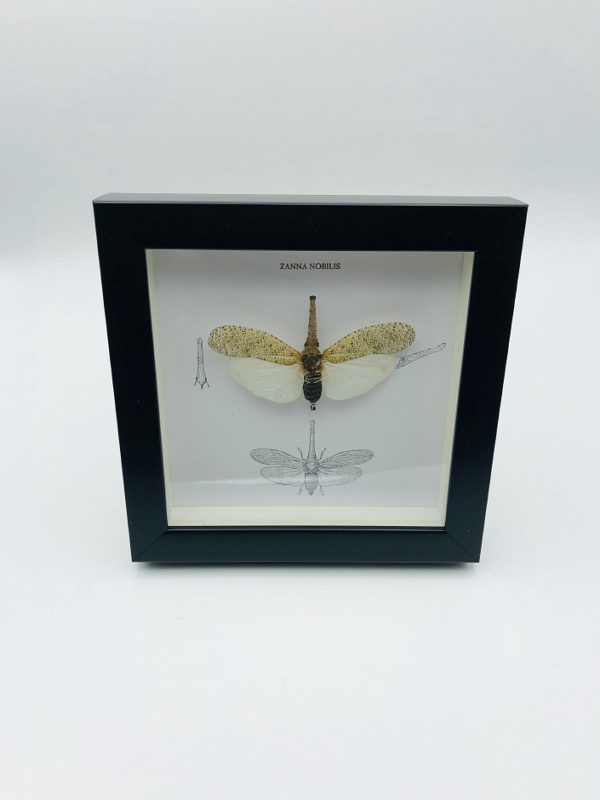 Wooden frame with lantern bug (Zanna Nobilis)