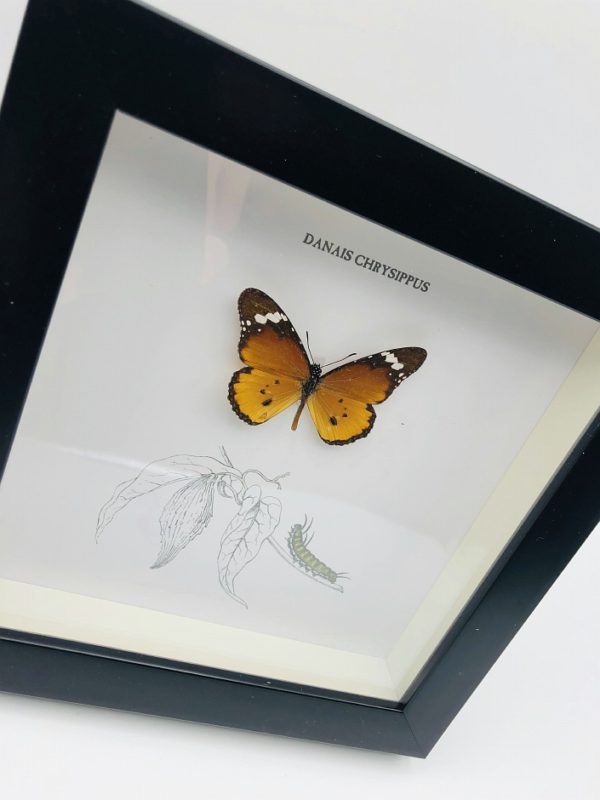 Wooden frame with plain tiger butterfly (Danais chrysippus)