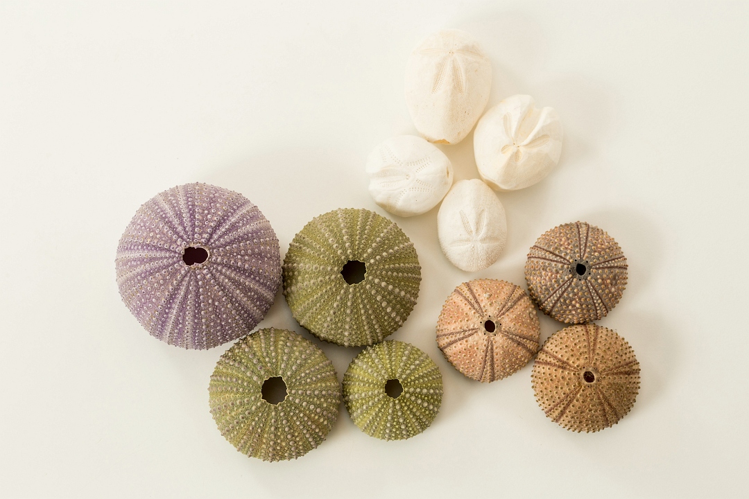 Sand Dollars in Basket