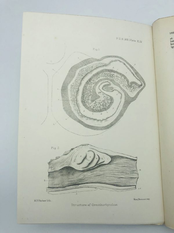 Robert Hudson - Proceedings of the scientific meetings of the Zoological society of London - 1891