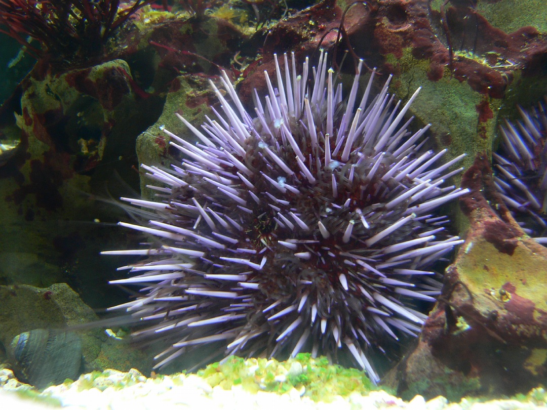 What is the Difference between Sea Urchins and Sand Dollars