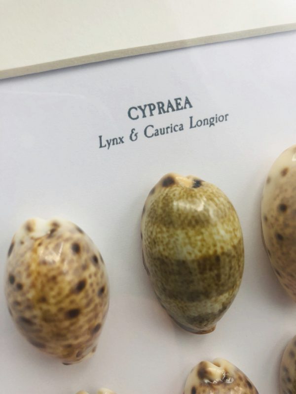 Wooden frame with 6 cypraea Lynx & Caurica Longior