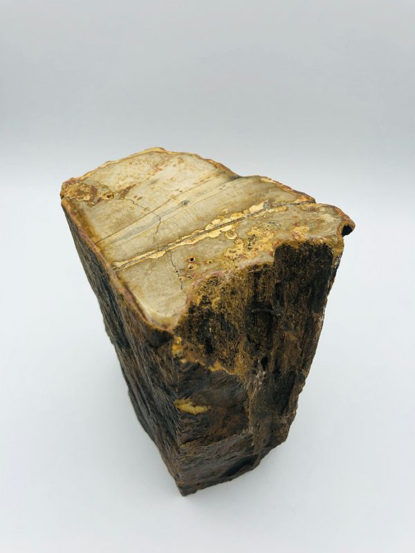 Petrified wood (5) from Indonesia (22 million year old)