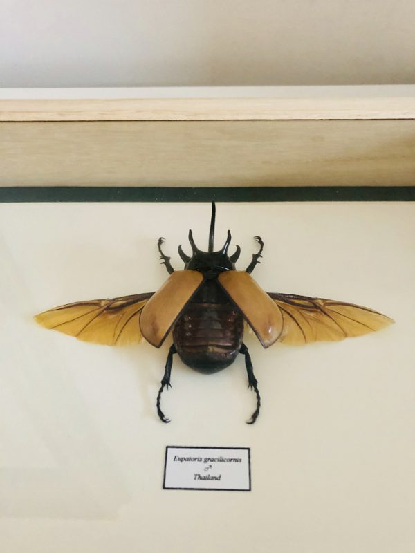 Large frame with very large spread five-horned rhinoceros beetle
