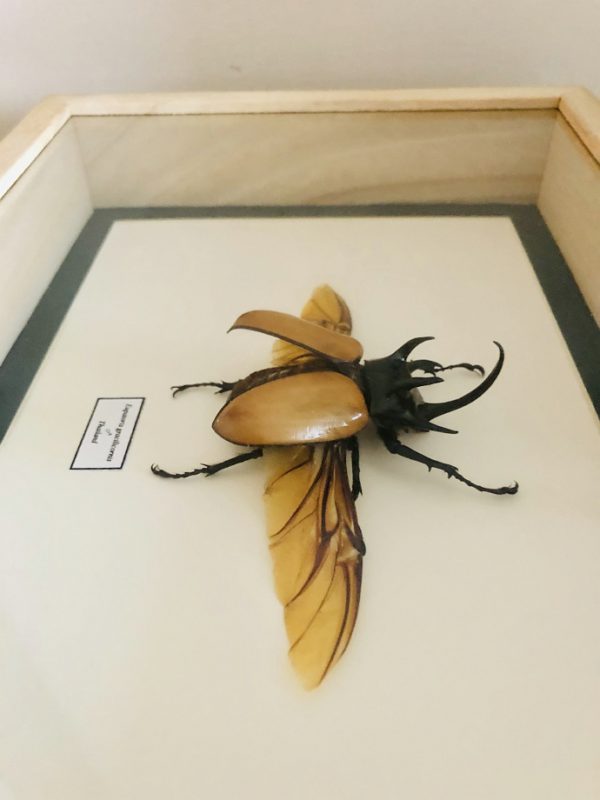 Large frame with very large spread five-horned rhinoceros beetle