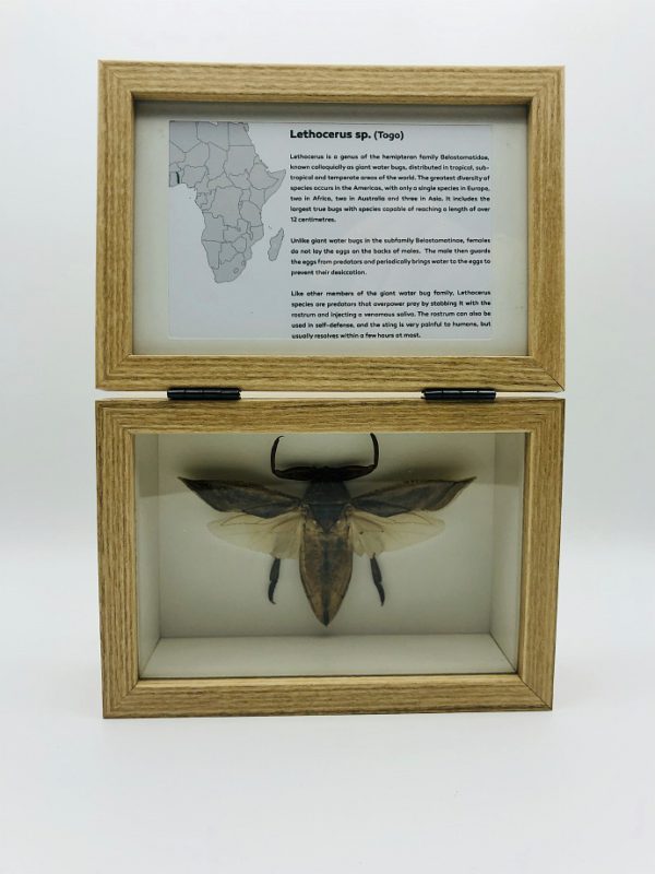 Real insect curious education box (Lethocerus Sp.)