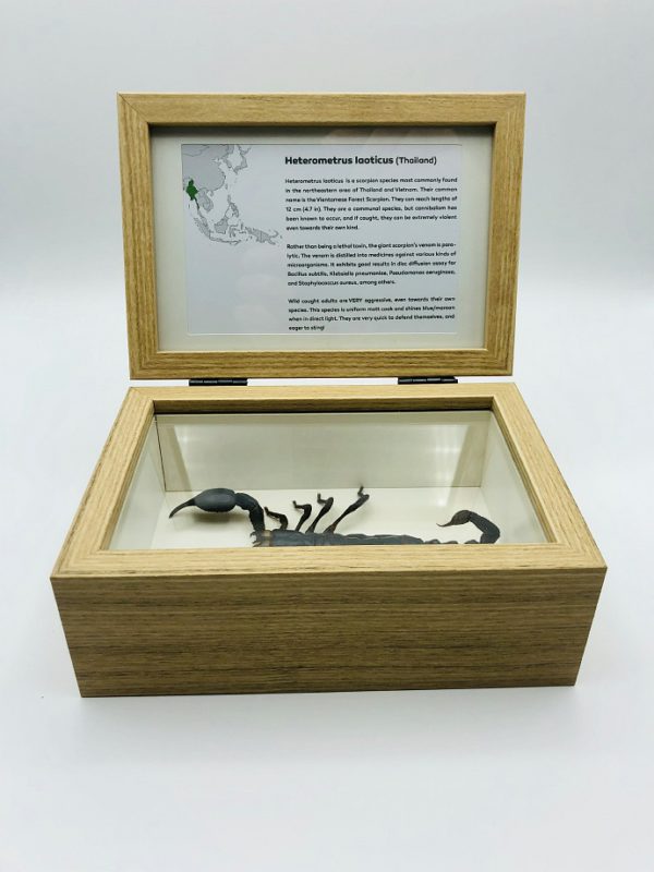 Real insect curious education box (Heterometrus laoticus)