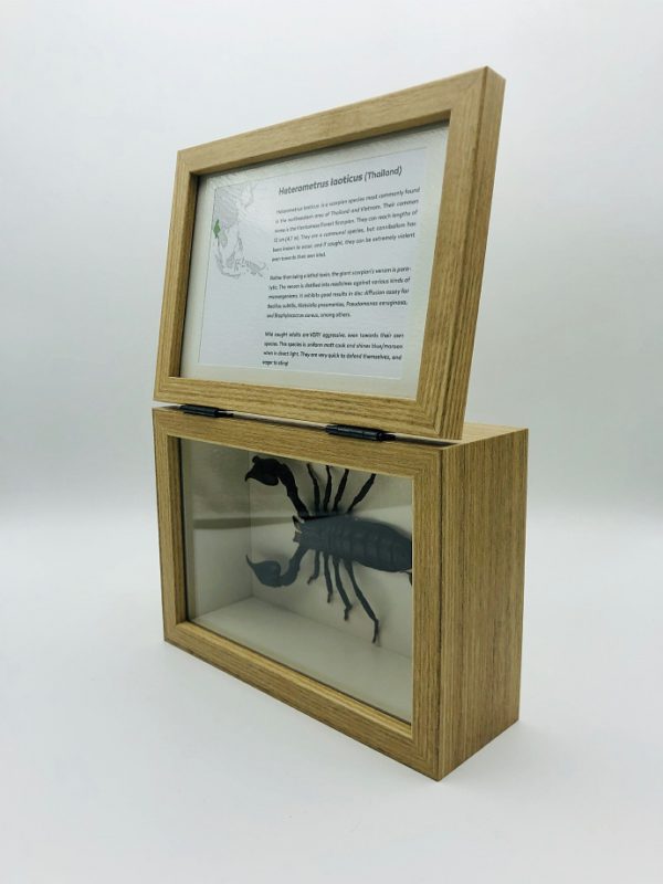 Real insect curious education box (Heterometrus laoticus)