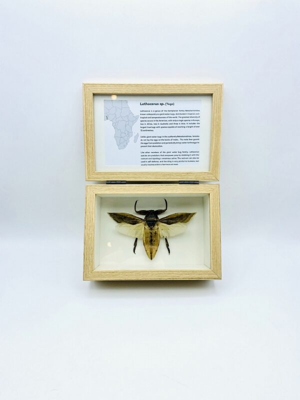 Real insect curious education box (Lethocerus Sp.)