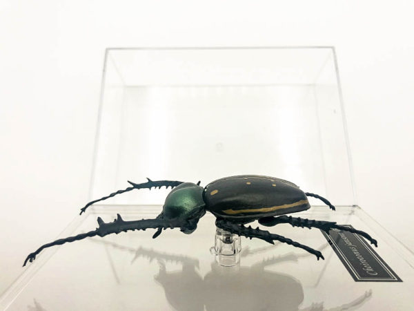 Exact insect replica of Long-armed Scarab (Cheirotonus jansoni)