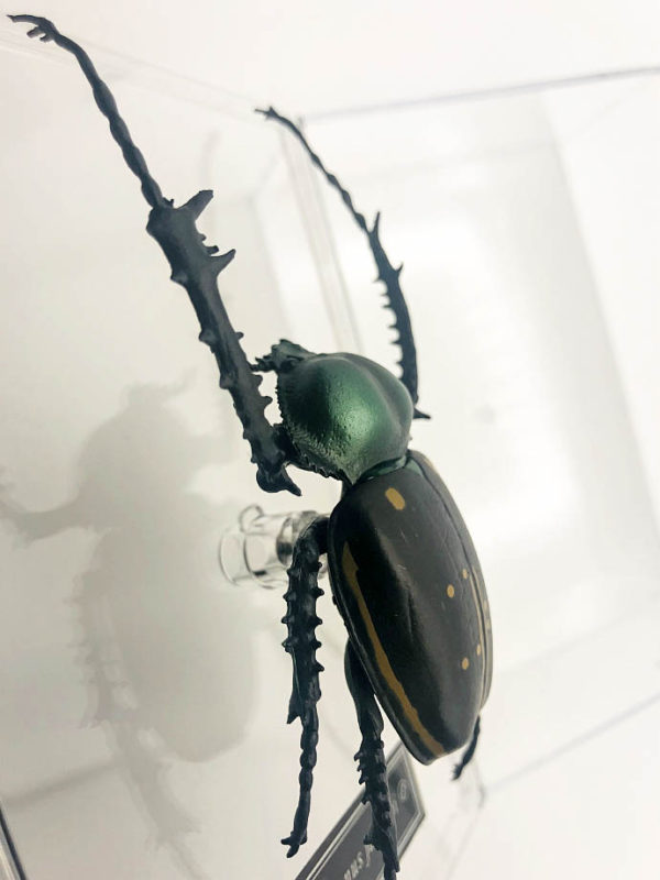 Exact insect replica of Long-armed Scarab (Cheirotonus jansoni)