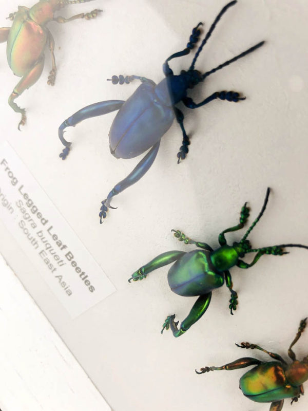 Taxidermy box with 5 beetles (Sagra Buqueti)