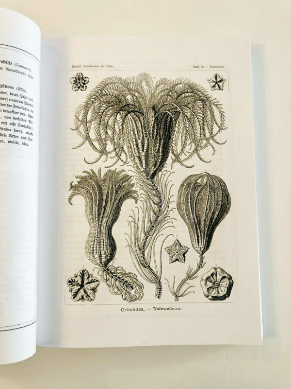 Kunstformen der Nature - reprint 2015 (Ernst Haeckel)