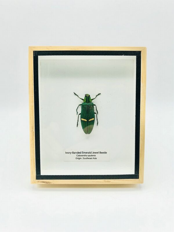 Framed Ivory-Banded Emerald Jewel Beetle