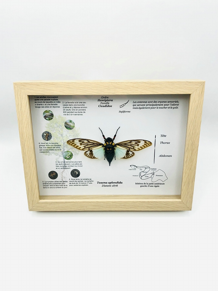 Framed insect Tosena Splendida