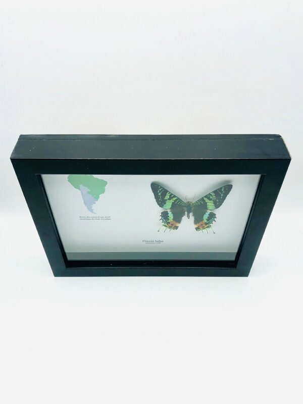 Educational shadow frame with green-banded Urania