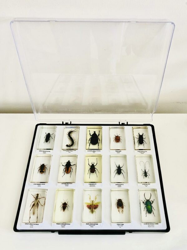 Collection of insects in resin blocks (15)