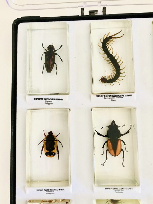 Collection of insects in resin blocks (15)