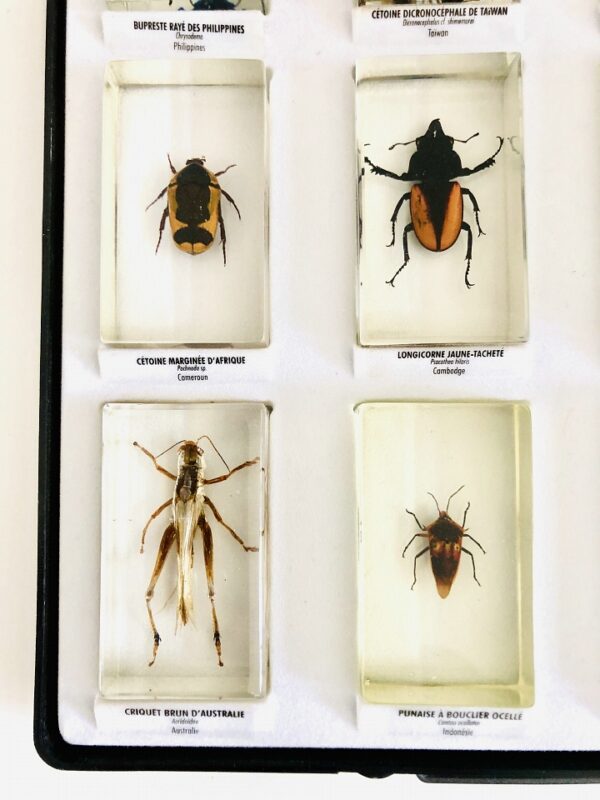 Collection of insects in resin blocks (15)