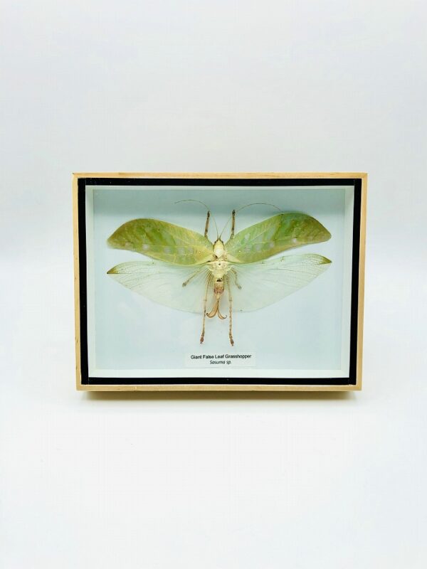 Giant False Leaf Grasshopper in a natural wood frame