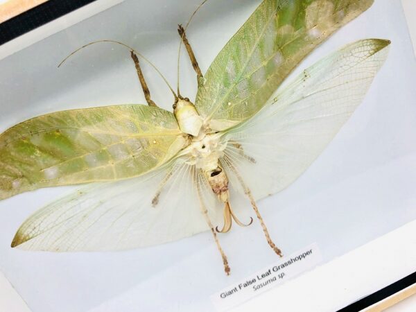 Giant False Leaf Grasshopper in a natural wood frame