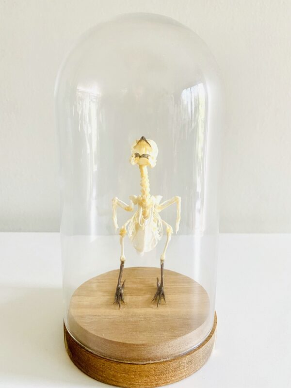 Glass dome with skeleton of yellow-vented bulbul