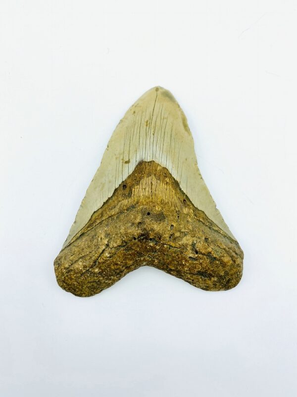 Megalodon (Shark) Tooth - Carcharocles megalodon - 11,96cm