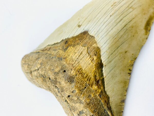 Megalodon (Shark) Tooth - Carcharocles megalodon - 11,96cm