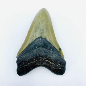 Megalodon (Shark) Tooth - Carcharocles megalodon - 8,12cm