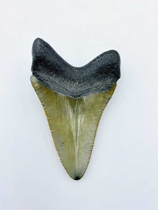 Megalodon (Shark) Tooth - Carcharocles megalodon - 8,12cm