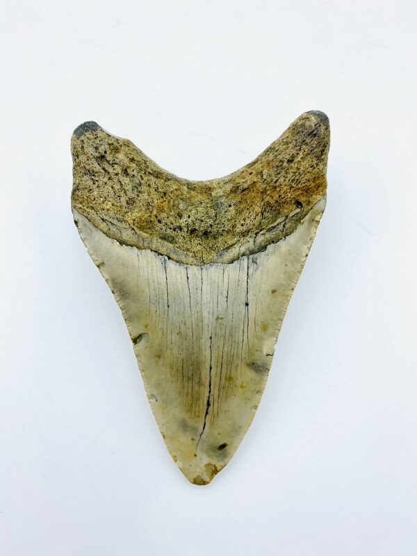 Megalodon (Shark) Tooth - Carcharocles megalodon - 9,68cm