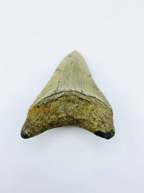 Megalodon (Shark) Tooth - Carcharocles megalodon - 9,68cm