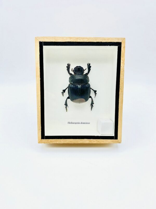 Framed Real Elephant Dung Beetle (Heliocopris dominus)