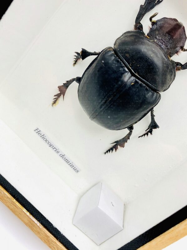 Framed Real Elephant Dung Beetle (Heliocopris dominus)
