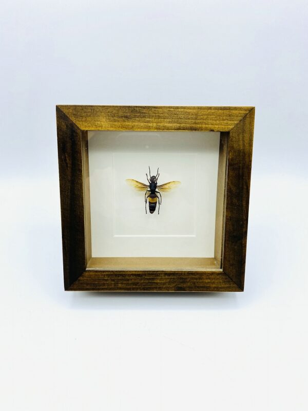 Wooden frame with real Greater banded hornet (Vespa Tropica)